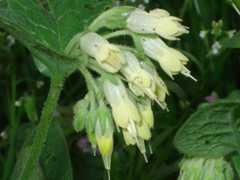 Symphytum tuberosum